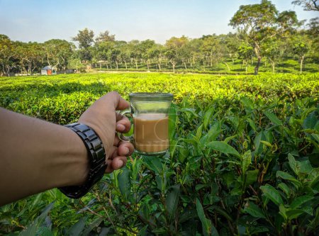 Photo for Hand holding a cup of hot tea with the tea plantation background at Sreemangal tea garden, Bangladesh, Space for text. Close-up photo. Beautiful nature - Royalty Free Image