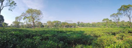 Téléchargez les photos : Tea plantations in Sreemangal tea garden, Bangladesh. Beautiful tea plantations landscape beauty. - en image libre de droit