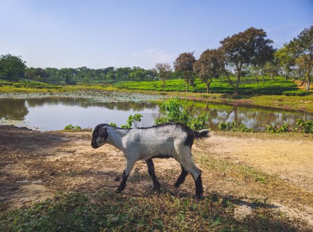 Téléchargez les photos : Goat Close-up photo on the tea plantation background at Sreemangal tea garden, Bangladesh. The beauty of Bangla. - en image libre de droit