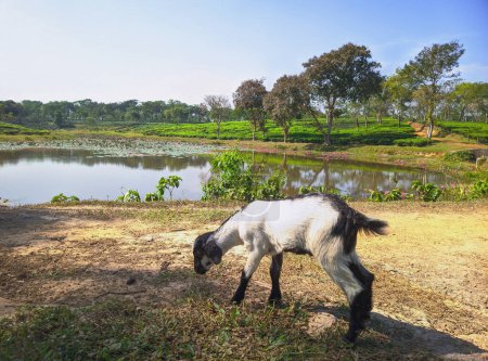 Téléchargez les photos : Goat Close-up photo on the tea plantation background at Sreemangal tea garden, Bangladesh. The beauty of Bangla. - en image libre de droit