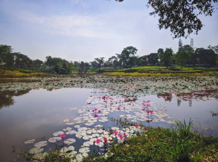 Téléchargez les photos : Lake of Lotus flower on the tea plantation background at Sreemangal tea garden, Bangladesh. The beauty of Bangla. Close-up photo. Concept of beverage and relaxation - en image libre de droit