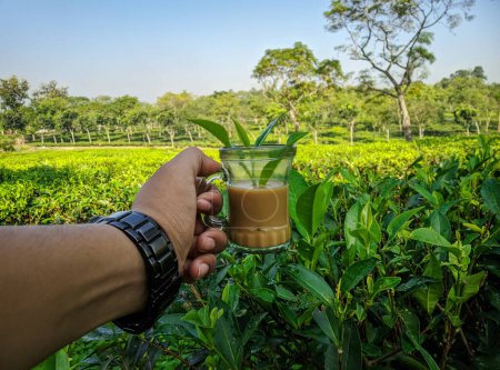 Photo for Hand holding a cup of hot tea with the tea plantation background at Sreemangal tea garden, Bangladesh, Space for text. Close-up photo. Beautiful nature - Royalty Free Image