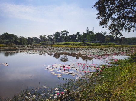 Téléchargez les photos : Lake of Lotus flower on the tea plantation background at Sreemangal tea garden, Bangladesh. The beauty of Bangla. Close-up photo. Concept of beverage and relaxation - en image libre de droit