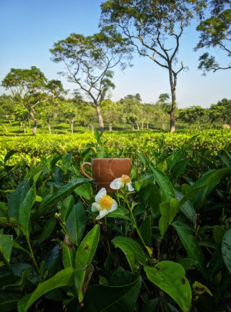 Téléchargez les photos : A cup of tea & Flower on the tea plantation background at Sreemangal tea garden, Bangladesh. Space for text. Close-up photo. Concept of beverage and relaxation. - en image libre de droit