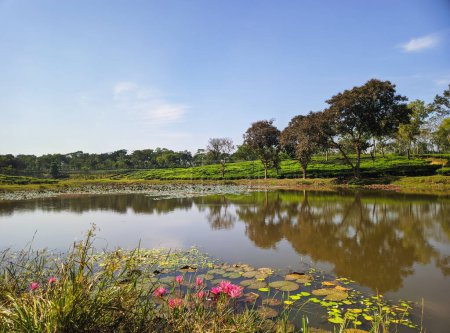Téléchargez les photos : Lake of Lotus flower on the tea plantation background at Sreemangal tea garden, Bangladesh. The beauty of Bangla. Close-up photo. Concept - en image libre de droit