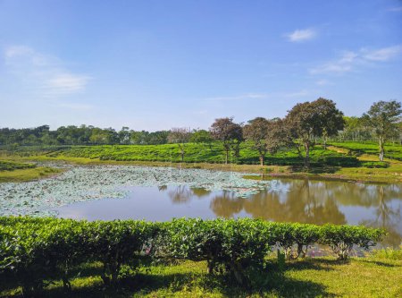 Téléchargez les photos : Tea plantations Lakeside in Sreemangal tea garden, Bangladesh. Beautiful tea plantations landscape beauty. - en image libre de droit