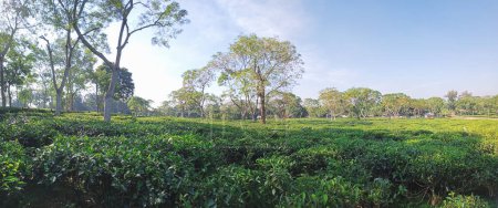 Téléchargez les photos : Tea plantations in Sreemangal tea garden, Bangladesh. Beautiful tea plantations landscape beauty. - en image libre de droit