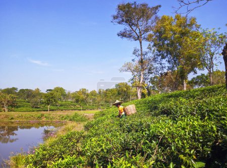 Photo for Srimongol, Sylhet, Bangladesh - November 2022: Harvesting,Rural women workers picking tea leaf from the tea garden. - Royalty Free Image