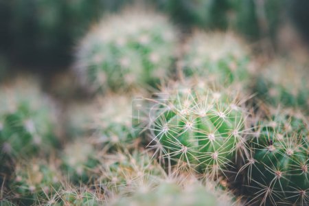 Téléchargez les photos : Fleurs de cactus (Gymno, Gymnocalycium) et de cactus dans le jardin de cactus beaucoup de taille et de couleurs utilisation populaire pour décoratif dans la maison ou magasin de fleurs - en image libre de droit