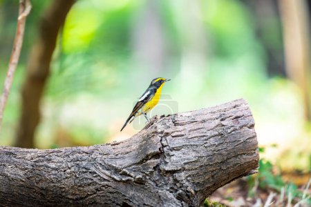 Foto de Aves (Narcissus Flycatcher, Ficedula narcissina) macho negro, naranja, naranja-amarillo encaramado en un árbol en una naturaleza salvaje y riesgo de extinción - Imagen libre de derechos