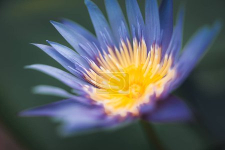 Flor de loto (Loto, Lirio acuático, Lirio acuático tropical o Nymphaea nouchali) de color blanco y púrpura, flores Naturalmente hermosas en el jardín
