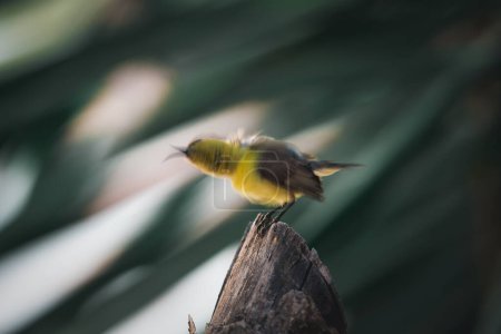 Vogel (Olive-backed sunbird, Yellow-bellied sunbird) weibliche gelbe Farbe hockt auf einem Baum in einer wilden Natur