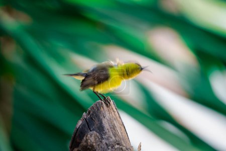 Vogel (Olive-backed sunbird, Yellow-bellied sunbird) weibliche gelbe Farbe hockt auf einem Baum in einer wilden Natur
