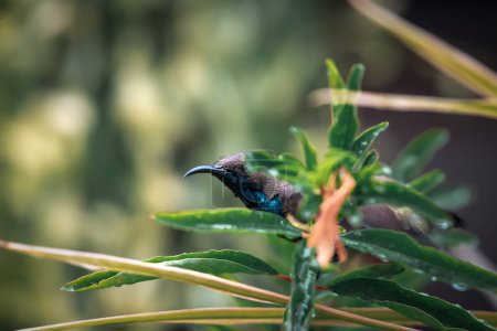 Vogel (Olive-backed sunbird, Yellow-bellied sunbird) männliche gelbe Farbe hockt auf einem Baum in einer wilden Natur