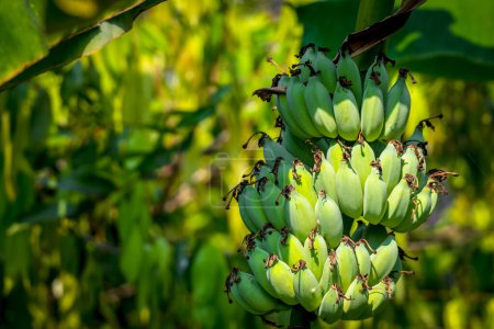 Grüner Hintergrund, grüne Farbe der Natur Pflanze und Blatt Umwelt Grünkonzept (Banane)