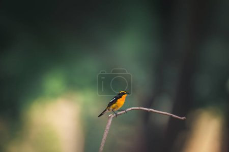 Foto de Aves (Narcissus Flycatcher, Ficedula narcissina) macho negro, naranja, naranja-amarillo encaramado en un árbol en una naturaleza salvaje y riesgo de extinción - Imagen libre de derechos