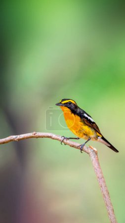 Aves (Narcissus Flycatcher, Ficedula narcissina) macho negro, naranja, naranja-amarillo encaramado en un árbol en una naturaleza salvaje y riesgo de extinción
