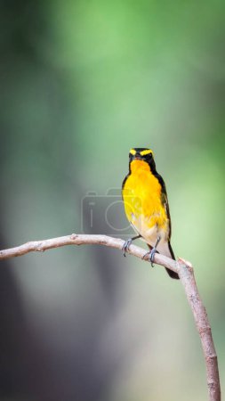 Oiseau (Moucherolle narcissique, Ficedula narcissina) mâle noir, orange, jaune orangé perché sur un arbre dans une nature sauvage et en danger d'extinction