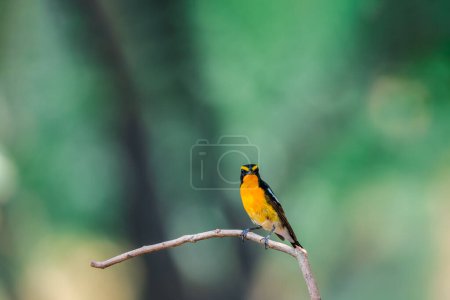 Bird (Narcissus Flycatcher, Ficedula narcissina) male black, orange, orange-yellow color perched on a tree in a nature wild and risk of extinction