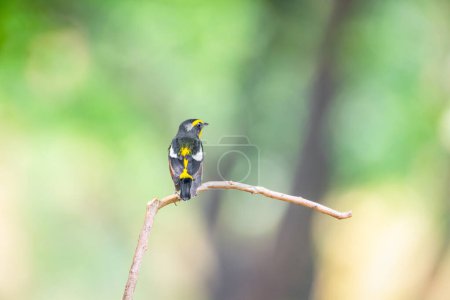 Aves (Narcissus Flycatcher, Ficedula narcissina) macho negro, naranja, naranja-amarillo encaramado en un árbol en una naturaleza salvaje y riesgo de extinción