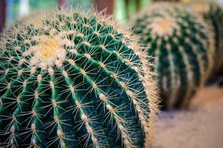 Cactus (Gymno, Gymnocalycium) y flores de cactus en el jardín de cactus muchos tamaños y colores uso popular para decorativos en la casa o tienda de flores