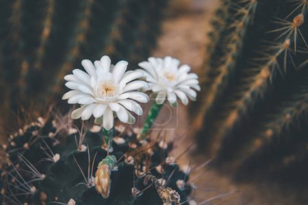 Kakteen (Gymno, Gymnocalycium) und Kaktusblüten im Kaktusgarten in vielen Größen und Farben beliebt für dekorative Zwecke im Haus oder Blumenladen