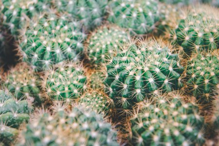Kakteen (Gymno, Gymnocalycium) und Kaktusblüten im Kaktusgarten in vielen Größen und Farben beliebt für dekorative Zwecke im Haus oder Blumenladen