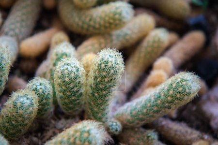 Fleurs de cactus (Gymno, Gymnocalycium) et de cactus dans le jardin de cactus beaucoup de taille et de couleurs utilisation populaire pour décoratif dans la maison ou magasin de fleurs