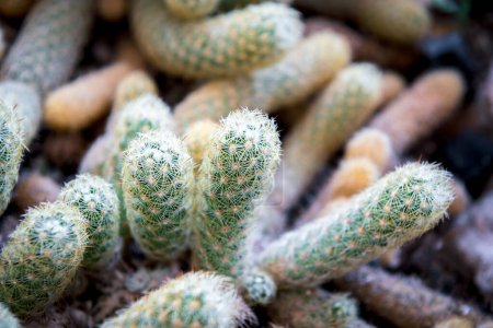Fleurs de cactus (Gymno, Gymnocalycium) et de cactus dans le jardin de cactus beaucoup de taille et de couleurs utilisation populaire pour décoratif dans la maison ou magasin de fleurs