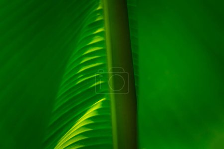 Fond de verdure, couleur verte de la nature végétal et l'environnement des feuilles concept de verdure (Banane)