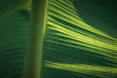 Fondo verde, color verde de la naturaleza planta y hoja ambiente verde concepto (plátano)
