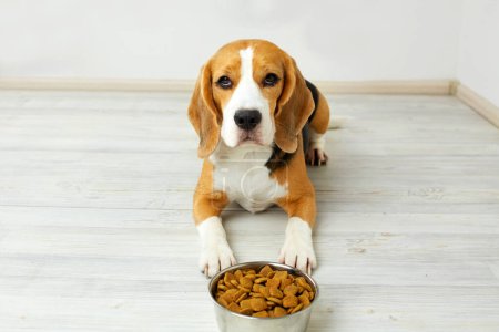 Foto de Un perro beagle está tirado en el suelo junto a un tazón de comida seca. Esperando la alimentación. - Imagen libre de derechos