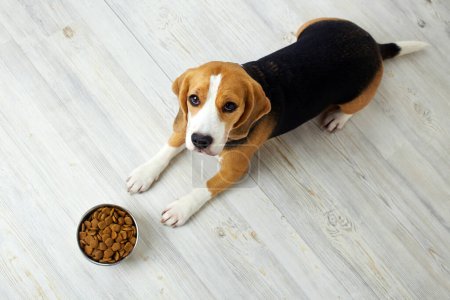A Cute beagle dog is lying on the floor waiting for feeding. There is a bowl of dry food next to it.