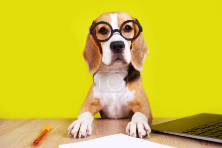 Téléchargez les photos : Un chien beagle avec des lunettes rondes est assis à une table. Le concept d'éducation, retour à l'école. - en image libre de droit