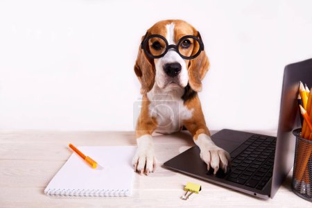 Téléchargez les photos : Un chien beagle avec des lunettes rondes est assis à un bureau devant un écran d'ordinateur portable. Il y a un cahier et des crayons sur la table. Le concept d'éducation, retour à l'école. - en image libre de droit