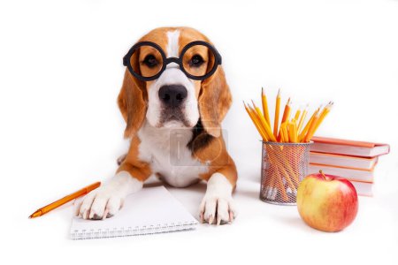 Téléchargez les photos : Un chien aigle avec des lunettes se trouve sur un fond blanc isolé avec des fournitures scolaires. Le concept d'éducation, retour à l'école. - en image libre de droit