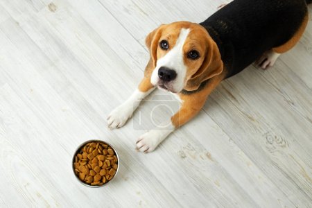 Der Beagle-Hund liegt auf dem Boden und betrachtet eine Schüssel mit Trockenfutter. Warten auf Fütterung. Ansicht von oben.