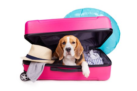 A beagle dog in a suitcase with clothes and accessories for summer holidays on a white isolated background. Preparing for the trip, packing luggage.