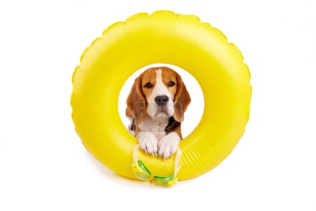 A beagle dog in an inflatable floating ring on a white isolated background. Preparation for swimming in the pool. Summer vacation.