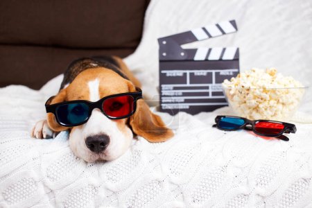 Ein Beagle-Hund mit 3D-Brille liegt auf dem Sofa und schaut einen Film. 