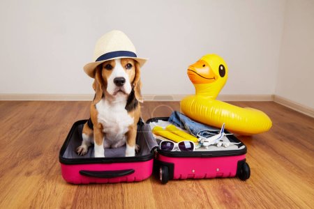 A beagle dog in a straw hat sits in a suitcase with things and accessories for summer holidays