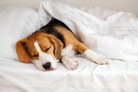Foto de Lindo perro Beagle duerme en la cama debajo de una manta. Ambiente acogedor y acogedor. - Imagen libre de derechos