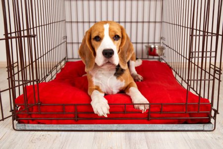 Photo for Cute beagle dog is lying in an iron cage for pets. - Royalty Free Image
