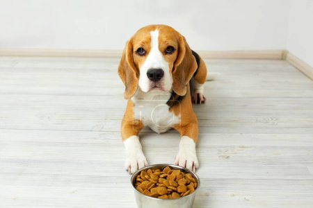 A beagle dog is lying on the floor next to a bowl of dry food. Waiting for feeding.