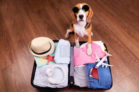 A beagle dog next to an open suitcase with clothes and vacation items. Summer travel, preparation for the trip.