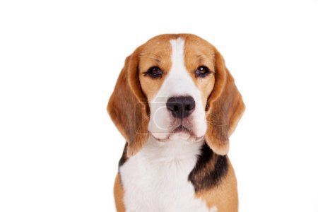 Porträt eines Beagle-Hundes, der in die Kamera auf einem weißen, isolierten Hintergrund blickt. 