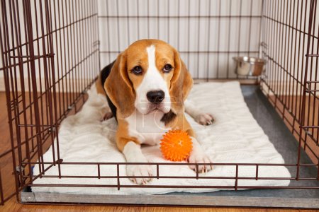 Cute beagle dog is lying in an iron cage for pets. A wire box for keeping an animal. 