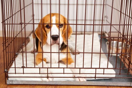 Foto de El perro beagle se encuentra en una jaula cerrada para mascotas en casa. - Imagen libre de derechos