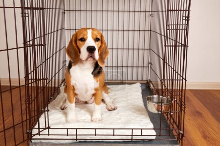 Photo for The dog is sitting in a cage. Wire box for keeping and safe transportation of pets. - Royalty Free Image