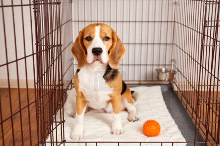 The beagle dog is sitting in a cage. Wire crate for keeping and safe transportation of pets.